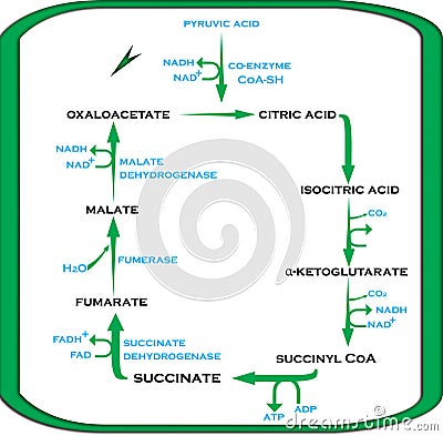 Krebs Cycle Citric Acid Cycle in Easy Steps Stock Photo