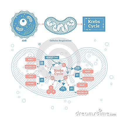 Krebs cycle vector illustration. Cellular respiration labeled outline scheme Vector Illustration