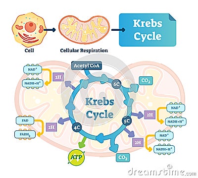 Krebs cycle vector illustration. Citric tricarboxylic acid labeled scheme Vector Illustration