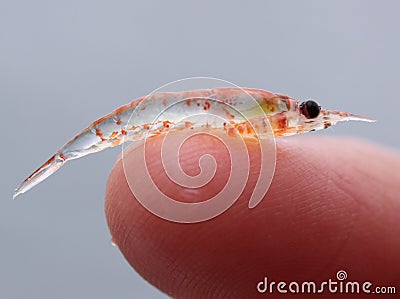 Krill may be tiny in stature but they play a giant role in many ocean ecosystems. Stock Photo