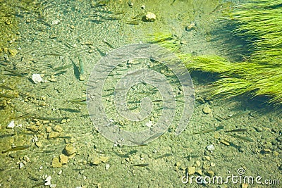 Krka, Sibenik, Croatia - Trouts swimming in the celar water Stock Photo