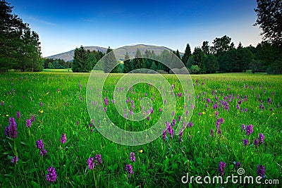 Krkonose mountain, flowered meadow in the spring, forest hills, misty morning with fog and beautiful clouds, peak of Snezka hill i Stock Photo