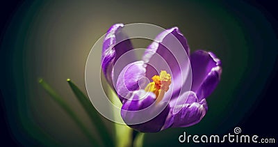 Krocus blossom blauw paarse bloem openingstijdstip op zwarte achtergrond geïsoleerd stock footage Krocus blossom blauw paarse bloem openingstijdstip op zwarte achtergrond geïsoleerd stock footage