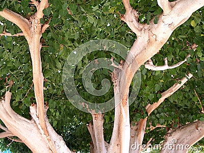 Krone of a ficus religious, (Sacred fig, Ficus sacred), Ficus religiosa L Stock Photo