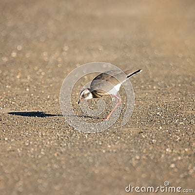 Kruger National Park: Bronze-winged courser Stock Photo