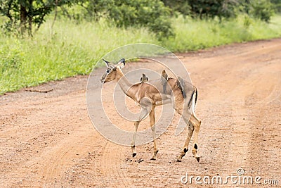 Kruger National Park: impala lamb Stock Photo