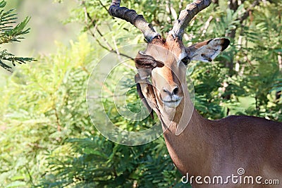 Kruger National Park: Impala ram attended by oxpeckers Stock Photo