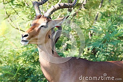 Kruger National Park: Impala ram attended by oxpeckers Stock Photo