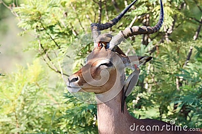 Kruger National Park: Impala ram attended by oxpeckers Stock Photo