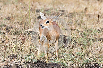 Kruger National Park: Steenbok, Raphicerus campestris Stock Photo