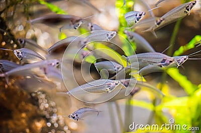 Kryptopterus vitreolus or glass catfish Stock Photo