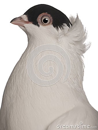 Kryska Polska, a breed of fancy pigeon Stock Photo