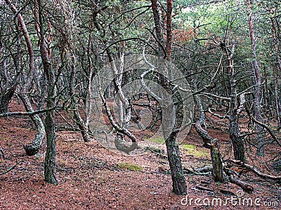 Krzywy las, Crooked forest, Grifin, Poland Slowinski National Park Stock Photo