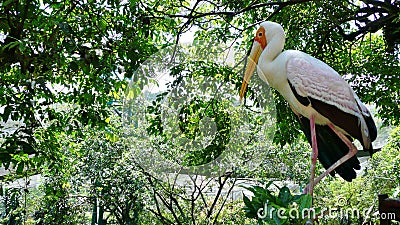 Kuala Lumpur Bird Park, Malaysia Stock Photo