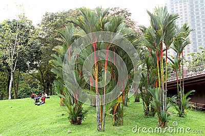KUALA LUMPUR, MALAYSIA, DECEMBER 2016: palm trees in the central park of the city at the Suria KLCC shopping mall Editorial Stock Photo