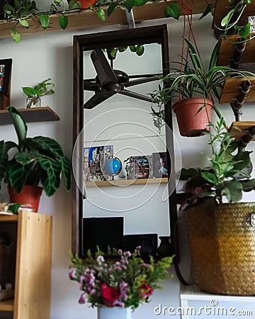 Green houseplants in the house. Greenery plant shelfie concept Stock Photo