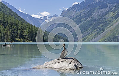 Kucherla lake. Big black cormorant sitting on a rock. Stock Photo