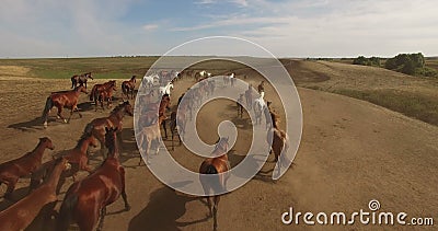 Kudde van wild paarden die over vlaktes lopen Kudde van wild paarden die over vlaktes lopen