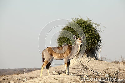 Kudu Stock Photo