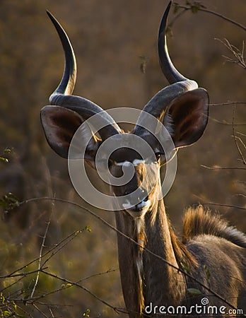 Kudu Stock Photo