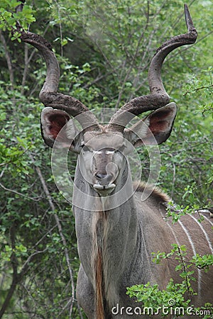 Kudu Stock Photo