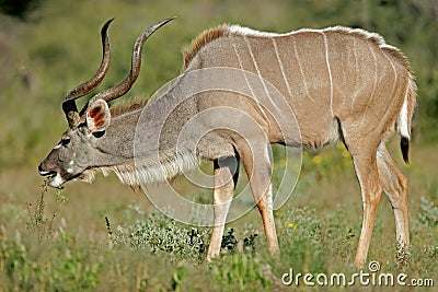 Kudu antelope Stock Photo