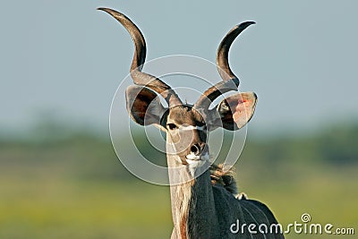 Kudu antelope Stock Photo