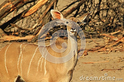 Kudu Antelope - African Wildlife Background - Largest Ears on the Block Stock Photo