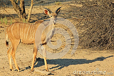 Kudu Antelope - African Wildlife Background - Young Bull Stock Photo