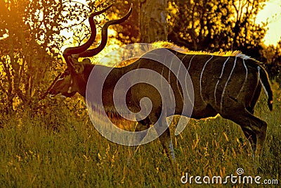 Kudu Buck at sunset Stock Photo