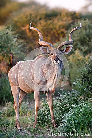 Kudu bull Stock Photo