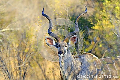 Kudu bull Stock Photo