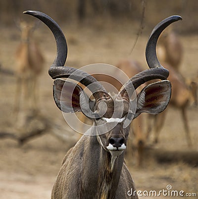 Kudu bull watches carefully as she appraches a waterhole Stock Photo