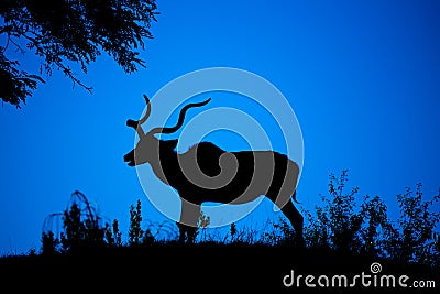 Kudu bull dark silhouette at at night. African antelope with typical twisted horns Stock Photo