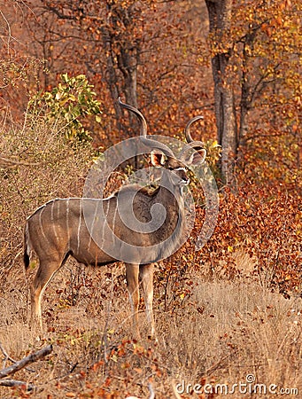 Kudu bull in the winter mopane veld Stock Photo