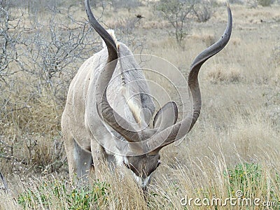 Kudu busy gracing Stock Photo