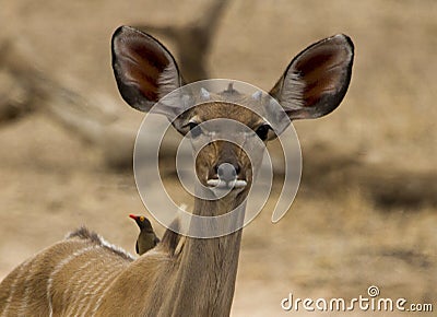 Kudu cow watches carefully as she appraches a waterhole Stock Photo