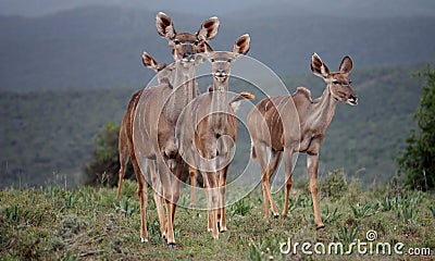 Kudu females Stock Photo