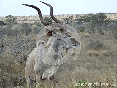 Kudu listening Stock Photo