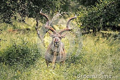 Majestic Kudu stands in high grass in the beautiful wilderness of South Africa`s Kruger National Park Stock Photo