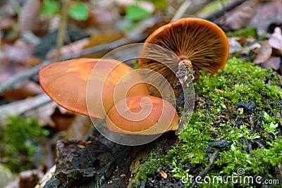 Kuehneromyces mutabilis mushroom Stock Photo