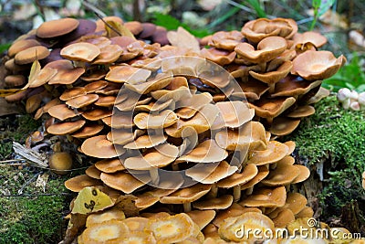 Kuehneromyces mutabilis, sheathed woodtuft mushrooms closeup Stock Photo