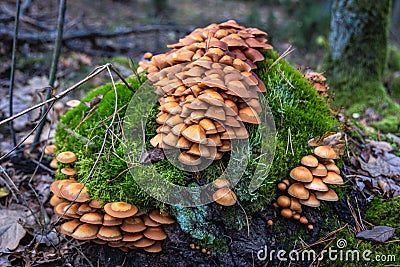 Kuehneromyces mutabilis - sheathed woodtuft Stock Photo