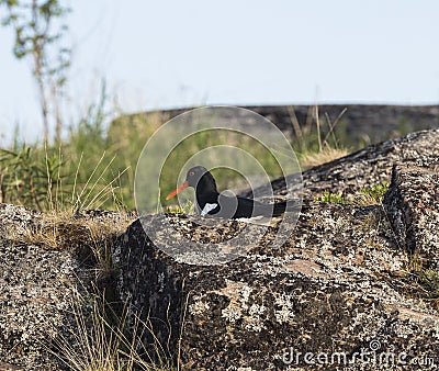 Kulik-forty sits on a nest on an island in the White sea, Russia Stock Photo