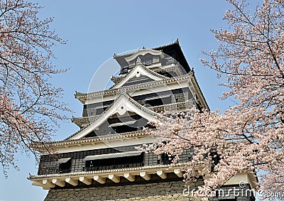 Kumamoto castle with sakura Stock Photo