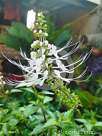 Kumis kucing are herbaceous plants that belong to the Labiatae family Stock Photo