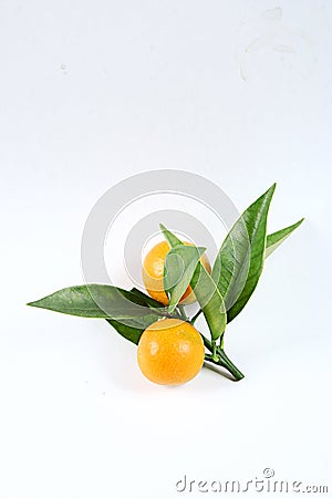 Kumquat Stock Photo