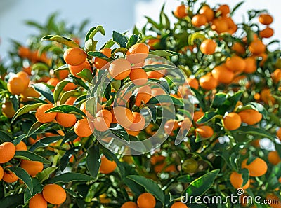 Kumquat branch completely covered with ripe kumquat fruits close up Stock Photo