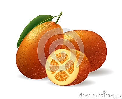 Kumquat realistic illustration Vector Illustration