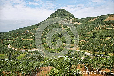 Kumquat trees plantation and valleys near Yangshuo, Stock Photo
